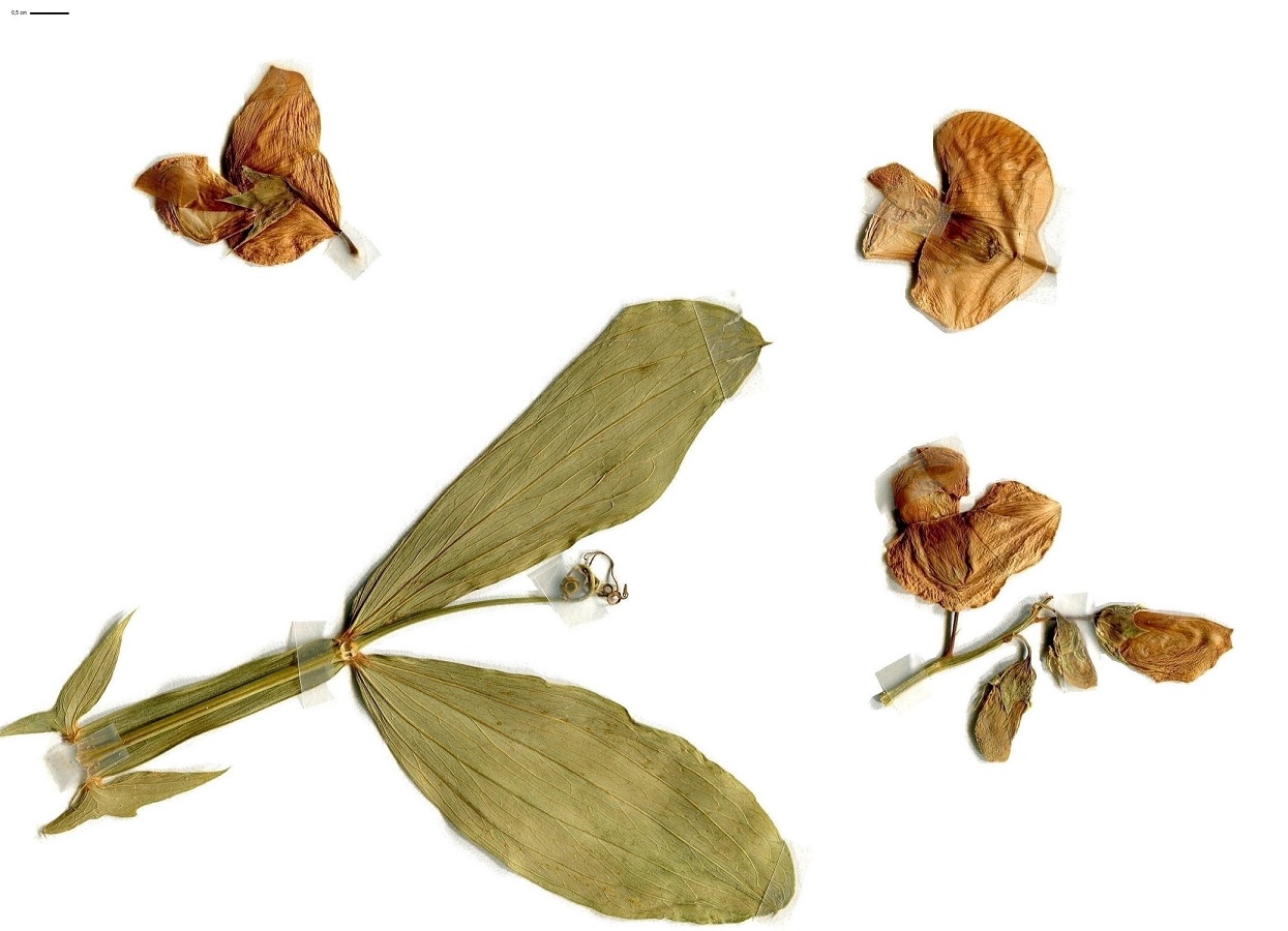 Lathyrus latifolius (Fabaceae)